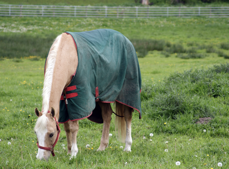 symptome coup de froid cheval 